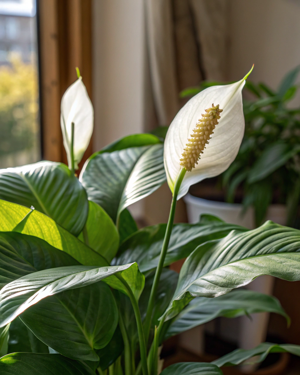 How to Fix Brown Tips on Your Peace Lily