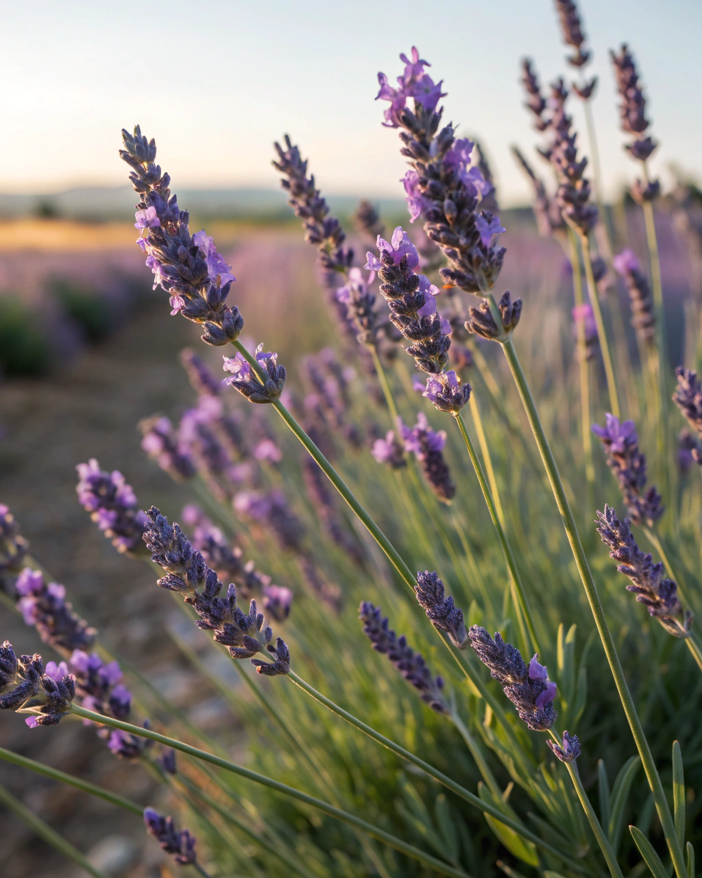 How to Keep Your Lavender Fragrant and Full