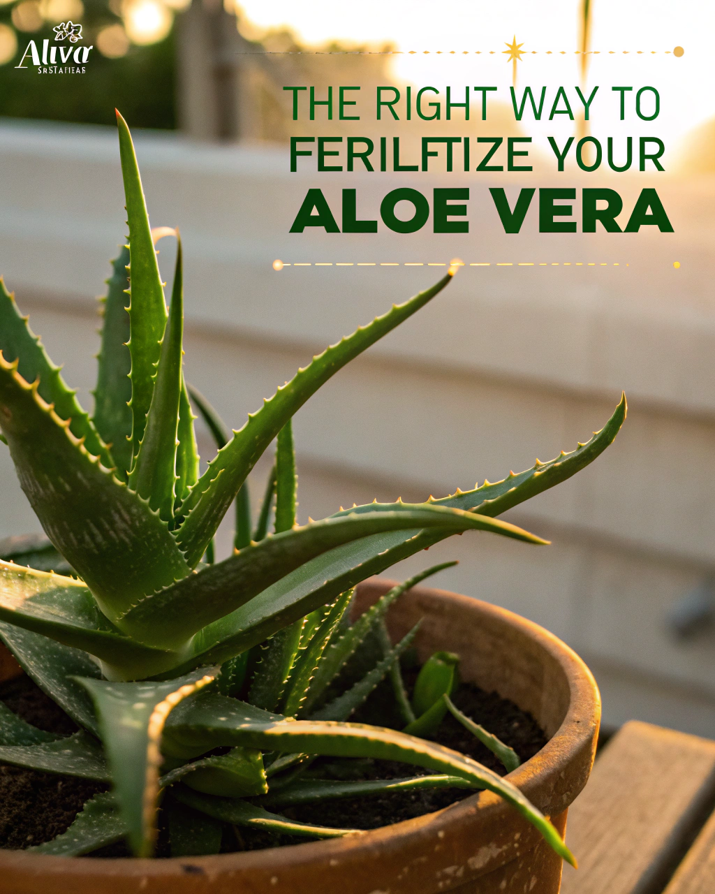 The Right Way to Fertilize Your Aloe Vera