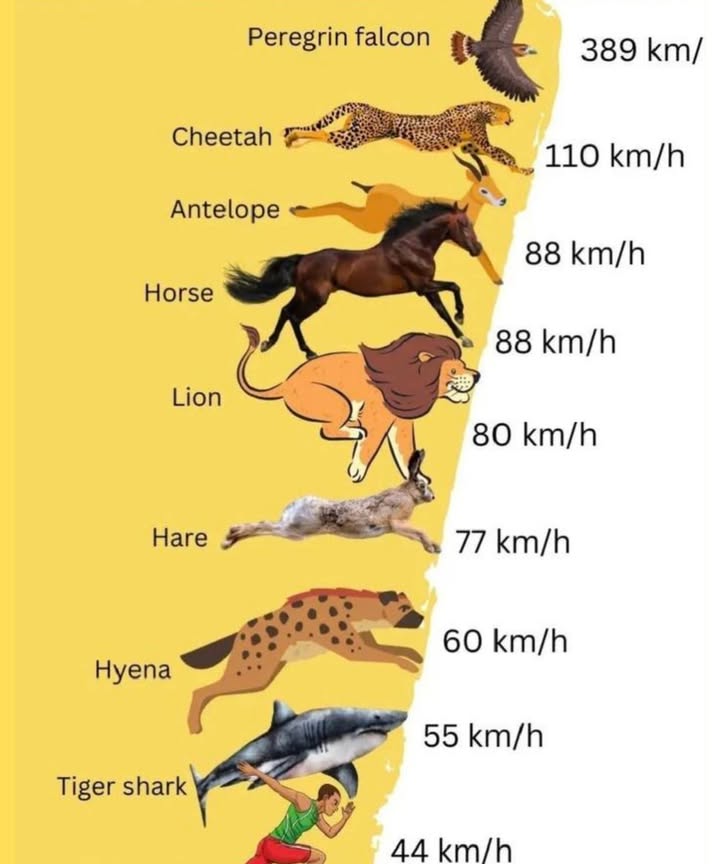 Natures Speed Demons!  The Fastest Creatures on Earth
礪 Peregrine Falcon  389 km/h
Fastest animal on the planet!
It dives like a missile while hunting  making it the ultimate aerial predator.

 Cheetah  110 km/h
Land speed champion.
This spotted sprinter can go from 0 to 100 km/h in just a few seconds!

歷 Antelope  88 km/h
Graceful and swift.
Built for escaping predators on the open plains.

 Horse  88 km/h
Power and elegance combined.
Some racehorses can reach incredible burst speeds.

女 Lion  80 km/h
King of the Jungle and the chase.
Uses bursts of speed to ambush prey.

 Hare  77 km/h
Dont blink or youll miss it!
One of the fastest small mammals.

 Hyena  60 km/h
Strong, smart, and speedy.
Great endurance for long-distance chases.

麗 Tiger Shark  55 km/h
Ocean predator with stealth and power.
Among the fastest fish in the sea.

 Human  44 km/h Usain Bolt
Fastest man on Earth.
Reached this speed in a 100-meter sprint  an Olympic legend!

易 Fun Fact:
The Peregrine Falcon is nearly 9x faster than a sprinting human and over 3x faster than a cheetah!

 From sky to land to sea  speed is survival.