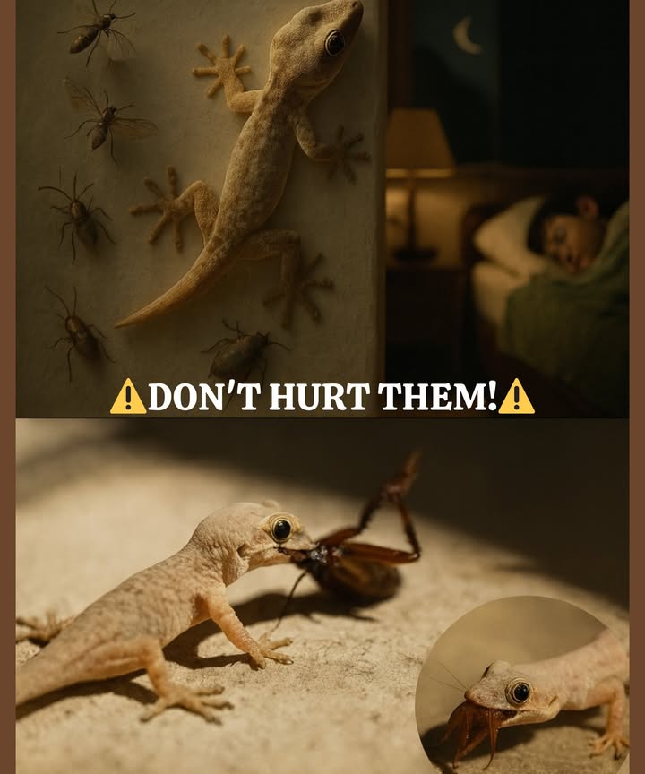 DONT HURT THEM! 
Theyre called geckos, although many people refer to them as “house cleaners.”

年 Theyre completely harmless to people and, contrary to popular belief, are natural allies in the home:
 They feed on cockroaches 荒
 They hunt spiders, flies, and mosquitoes 烈
 They even fight scorpions 廬

Theyre true silent heroes who protect us day and night from dangerous pests and bites, without the need for insecticides.

 The next time you see one in your home, remember: theyre not a threat, theyre guardians!