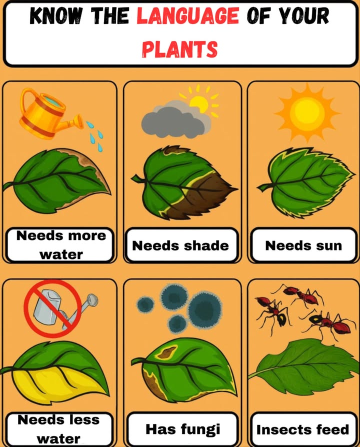 Know the language of your plants 

Your plants speak through their leaves. Learn to interpret their signals to give them the care they need:

 Needs more water: Dry and wilted leaves.
 Needs shade: Burned or dry edges.
 Needs sun: Green but weak or pale leaves.
 Needs less water: Yellowish and soft leaves.
 Has fungus: Dark or powdery spots on the leaves.
 Insects feeding on them: Leaves with bite marks or small black spots.

 Observation is the key to keeping your plants healthy and strong.