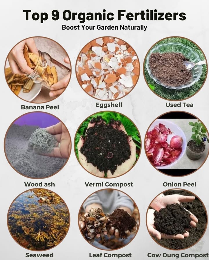 9 Organic Fertilizers to Boost Your Garden Naturally 
 Banana Peel  Potassium boost for strong roots and flowers.
 Eggshell  Adds calcium to prevent blossom-end rot.
 Used Tea  Improves soil structure and nutrient content.
 Wood Ash  Supplies potassium and raises soil pH.
 Vermi Compost  Nutrient-rich and improves soil health.
 Onion Peel  Packed with potassium and antioxidants.
 Seaweed  Stimulates growth with natural hormones.
 Leaf Compost  Enriches soil with organic matter.
 Cow Dung Compost  Classic all-round fertilizer.

#OrganicGardening #NaturalFertilizer