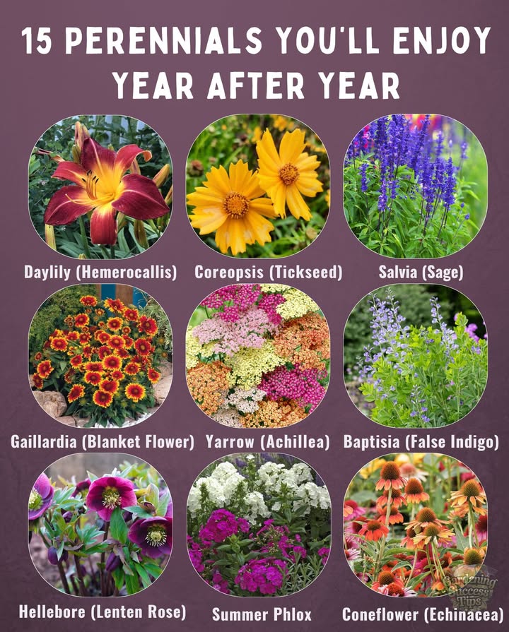 Enjoy lasting beauty with these 15 perennials that withstand tough conditions and reward you with blooms season after season:

1. Threadleaf Coreopsis  Full sun, poor soil, drought-tolerant
2. Summer Phlox  Sun to shade, ideal near black walnut trees
3. Variegated Solomons Seal  Great for shady woodland areas
4. Speedwell  Deadhead to encourage blooms into summer
5. False Indigo  Deep-rooted, avoid relocating after planting
6. Catmint  Cut back in spring for a bushier plant
7. Columbine  Self-seeding, handles heat with partial shade
8. Mountain Mint  Loved by bees and butterflies
9. Hellebore  Shade-loving, blooms in winter/spring
10. Asiatic Lily  Container-friendly with bold blooms
11. Coneflowers  Choose native types for pollinators
12. Liatris  Drought-tolerant, striking flower spikes
13. Arkansas Amsonia  Glows gold in fall
14. Beebalm  Rich soil, attracts pollinators
15. Yarrow  Heat and drought-tolerant, easy to grow

 Most thrive in USDA Zones 39, offering structure and color for every garden type. Plant once, enjoy for years!