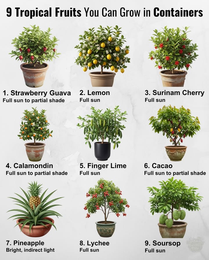 9 Tropical Fruits You Can Grow in Containers
Bring the tropics homeeven in cold climates!  Just move pots indoors for winter.

1. Strawberry Guava Psidium cattleyanum
 Zones 912  620
Compact, forgiving, fruits late summerfall.

2. Lemon Citrus x limon / Meyer
 Zones 912  310
Fragrant blooms  classic yellow fruits.

3. Surinam Cherry Eugenia uniflora
 Zones 912  420
Star-shaped red fruits with citrus notes.

4. Calamondin Citrus x microcarpa
 Zones 912  320
Mini orange fruits, perfect for marmalades.

5. Finger Lime Citrus australasica
 Zones 911  312
Citrus caviar filled with juicy pearls.

6. Cacao Theobroma cacao
 Zones 1112  2030
Grow your own chocolate pods .

7. Pineapple Ananas comosus
 Zones 1012  34
Striking foliage  sweet single fruit.

8. Lychee Litchi chinensis
 Zones 1012  540
Red shells with juicy white flesh.

9. Soursop Annona muricata
 Zones 1011  620
Spiky green fruits, creamy tropical pulp.

 Takeaway: With pots, good soil, and sun, you can enjoy tropical harvests almost anywhere!