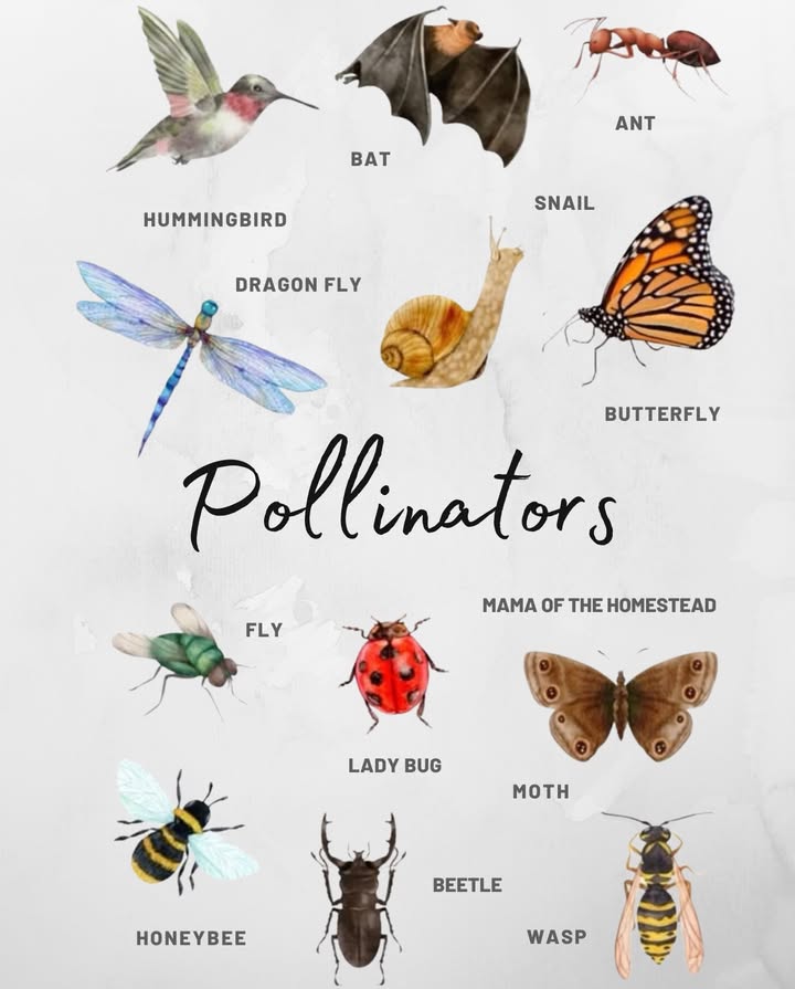 Natures Tiny Heroes: 12 Surprising Pollinators! 曆

 Meet the Pollinators:
 Hummingbird  Key pollinators in the Americas, attracted to bright flowers.
 Bat  Important for night-blooming flowers like agave.
 Ant  Spread pollen while crawling over flowers.
 Dragonfly  Carry pollen when resting on plants.
 Snail  Transfer pollen in damp ecosystems.
 Butterfly  Sip nectar and collect pollen.
 More Garden Allies:
 Fly  Effective pollinators, especially in cooler climates.
 Ladybug  Brush against pollen while feeding.
 Moth  Pollinate pale night flowers.
 Honeybee  Essential for 1 in 3 bites of our food.
 Beetle  Love strong-smelling flowers.
 Wasp  Pollinate specific plants like figs.

Why It Matters:
Pollinators are crucial for food security and biodiversity. Every time a butterfly lands or a fly buzzes by, natures web grows stronger!