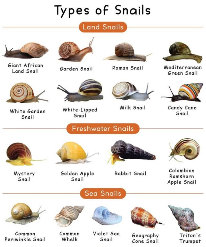 17 Fascinating Types of Snails You Didnt Know Existed! 
 Land Snails 
Found in gardens, forests, and fields  these help soil and look charming!

Giant African Land Snail  Huge and hungry.

Garden Snail  Common and cute.

Roman Snail  A gourmet delicacy!

Mediterranean Green Snail  Green and glossy.

White Garden Snail  Pale and pretty.

White-Lipped Snail  Bold stripes  white rim.

Milk Snail  Milky swirl shell.

Candy Cane Snail  Colorful and striped!

 Freshwater Snails 
Live in ponds & tanks  theyre natural cleaners!

Mystery Snail  Algae eater with cool colors.

Golden Apple Snail  Bright and bold.

Rabbit Snail  Long shell, slow mover.

Colombian Ramshorn Snail  Unique spirals.

 Sea Snails 
Ocean gems with stunning shells!

Common Periwinkle  Tough and tiny.

Common Whelk  Spiraled and strong.

Violet Sea Snail  Blue, floats on waves.

Geography Cone Snail  Pretty but poisonous!

Tritons Trumpet  Big and majestic.

 Fun Fact:
Some snails live decades, regrow body parts, and even sleep for months!