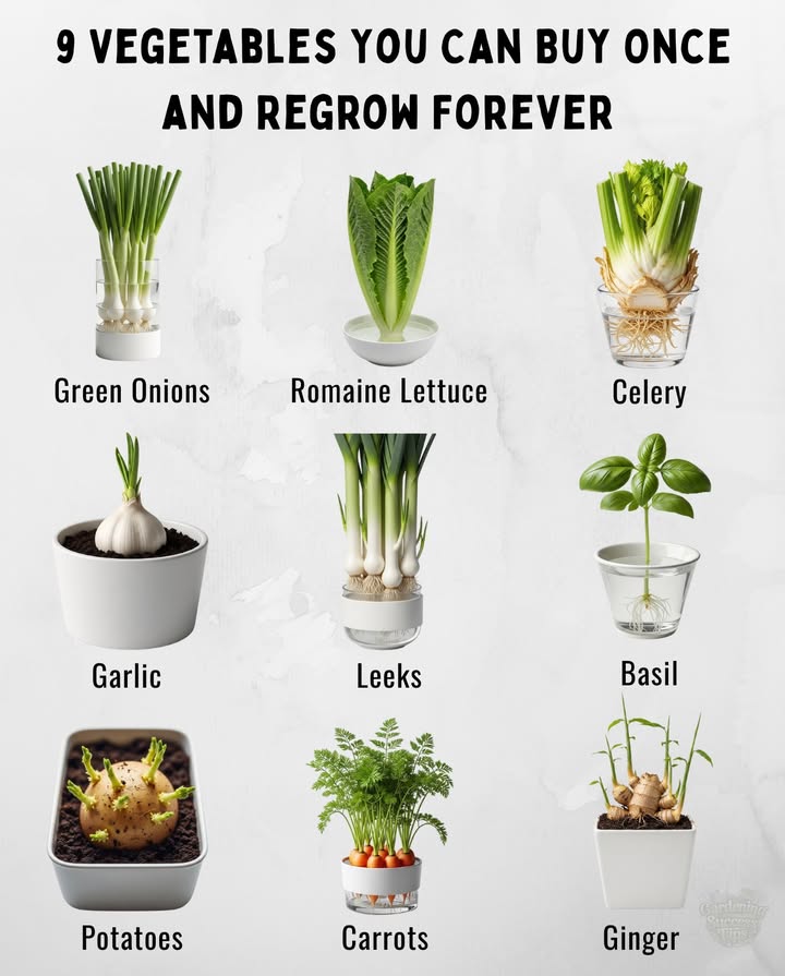 凌 9 Vegetables You Can Buy Once and Regrow Forever
 Green Onions  Roots in water sprout new stalks in just days.
 Romaine Lettuce  Base in water sends up fresh, tender leaves.
 Celery  Cut base regrows crisp stalks when kept in water.
 Garlic  Single clove in soil grows into a full bulb or green shoots.
 Leeks  Root ends in water regrow tall, flavorful stalks.
 Basil  Stem in water forms roots, ready to plant in soil.
 Potatoes  Sprouted pieces produce a new crop underground.
 Carrots for greens  Tops in water grow fresh leafy greens for garnish.
 Ginger  Rhizome planted in soil produces new harvestable roots.