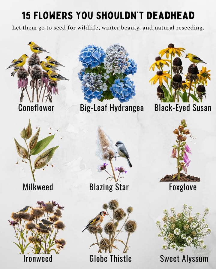 15 Flowers You Shouldnt Deadhead
Let them go to seed for wildlife, winter beauty, and natural reseeding.

 Coneflower  Seed heads feed goldfinches & look stunning with frost
 Black-Eyed Susan  Attracts finches & chickadees; reseeds naturally
 Big-Leaf Hydrangea  Protects next years buds & adds winter charm
 Milkweed  Seed pods support monarch butterflies
 Blazing Star  Fluffy seed heads loved by birds
 Foxglove  Biennial; seeds ensure blooms return
 Ironweed  Tall seed heads feed birds & add structure
 Globe Thistle  Bird-friendly architectural blooms
 Yarrow  Self-seeds for larger drifts each year
 Columbine  Shiny seeds scatter for whimsical growth
 Sedum Autumn Joy  Dried heads add beauty & structure
 Allium  Seed balls give sculptural interest
 Sweet Alyssum  Keeps blooming without deadheading
 Angelonia  Steady blooms without cutting back
 Bee Balm  Seed heads feed birds & reseed naturally

#WildlifeGarden  #SelfSeedingFlowers