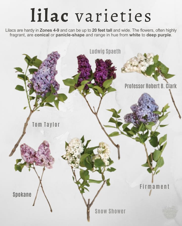 Lilacs thrive in Zones 49, reaching up to 20 ft tall with conical or panicle blooms ranging from white to deep purple. Highly fragrant, theyre a spring garden favorite.
 Ludwig Spaeth  Deep purple blooms, late-flowering.
 Professor Robert B. Clark  Classic white clusters.
 Tom Taylor  Vibrant purple-pink tones.
 Spokane  Soft lilac-pink, delicate form.
 Snow Shower  Crisp white, fragrant flowers.
 Firmament  Pale lavender-blue blooms.

 Plant in full sun with well-drained soil for the most abundant blooms.

#Lilacs #FlowerGarden #SpringBlooms