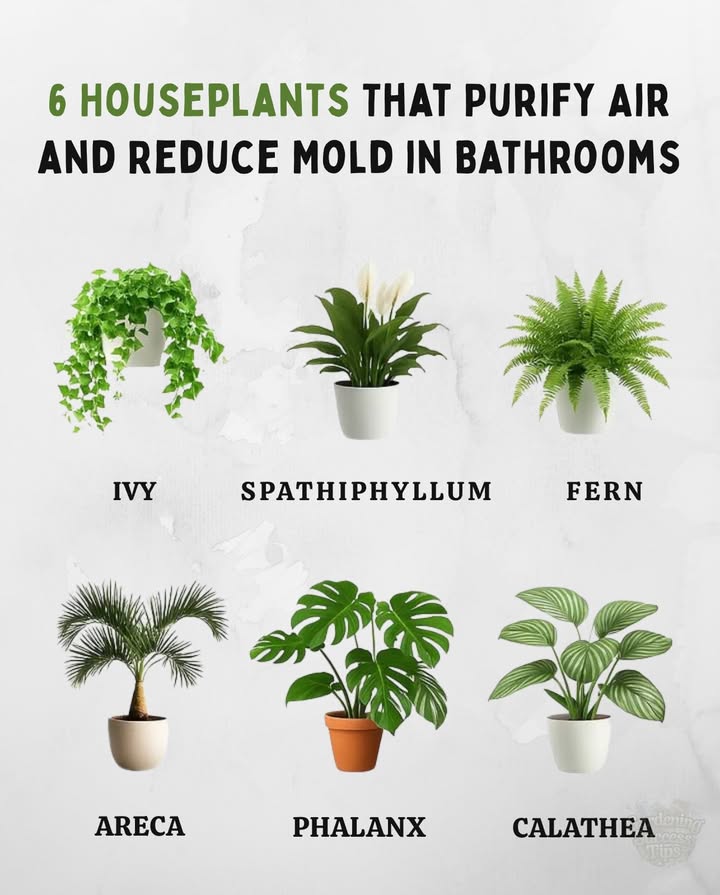 6 indoor plants that eliminate black mold from bathrooms and walls  
Here is a simplified method to prevent mold formation on the walls of your home using plants that can absorb moisture:  
1. Identify the cause: First, identify and resolve the cause of excess moisture, such as a water leak or poor ventilation.  
2. Choosing plants: Choose from these plants that help absorb moisture and prevent mold:  
   – Ivy: Place ivy near walls or ceilings to absorb moisture and purify the air.  
   – Peace Lily: It requires little light and its roots are excellent for absorbing moisture, preventing bacteria and mold.  
   – Ferns: They adapt to low light and help purify the air while maintaining a less humid environment.  
   – Areca Palm: Uses moisture to grow and prevents the development of mold and bacteria.  
   – Spider Plant: Requires little attention and purifies the air, helping to keep walls free from mold.  
   – Calathea: Native to the tropics, it absorbs moisture and is perfect for highly humid environments like bathrooms.  
3. Positioning the plants: Place your chosen plants in the most humid areas of the house, such as a bathroom or poorly ventilated spots.  
By following these steps and choosing the right plants, you can effectively prevent mold formation on your homes walls naturally and without using harmful chemicals.