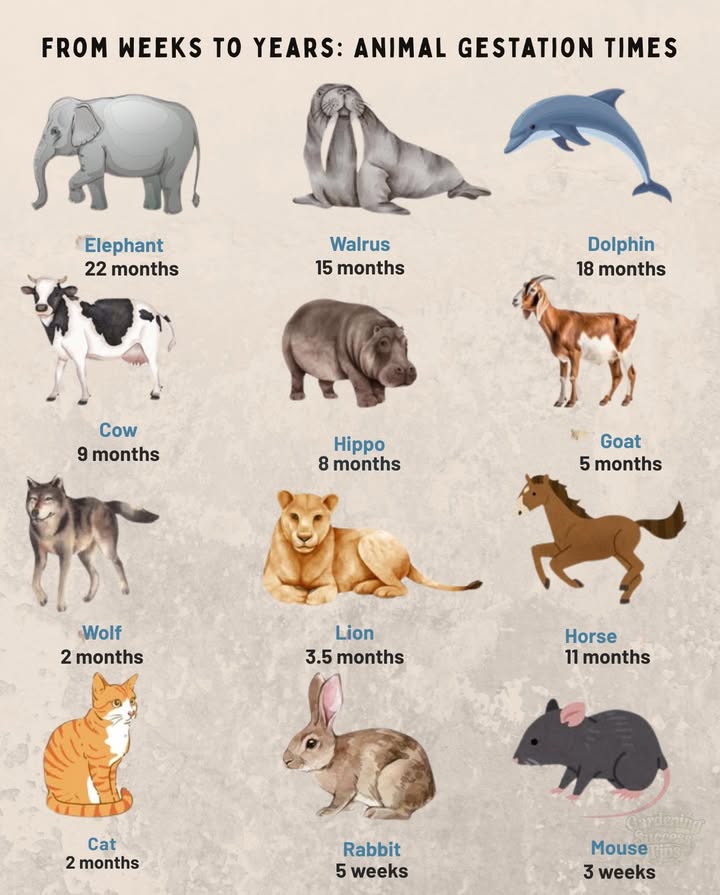 The gestation period is a crucial aspect of reproductive biology in animals and shows significant variations among different species. Animals with the longest gestation periods include the elephant and the whale, while those with shorter periods are the mouse and the hamster.

Here are some examples of long gestation periods in various species:

–  Elephant: 22 months almost 2 years
–  Whale: 14-16 months
– 憐 Rhinoceros: 15-16 months
– 鍊 Hippopotamus: 8 months
– 漣 Giraffe: 15 months

And here are some examples of short gestation periods:

–  Mouse: 19-21 days
–  Rabbit: 28-32 days
–  Cat: 63-65 days
–  Dog: 58-68 days
–  Hamster: 16-18 days

It is important to note that the gestation period can vary considerably among different species, and even within the same species. Factors that can influence this period include:

– Animal size: Larger animals tend to have longer gestations.
– Mothers age: Young females tend to have shorter periods.
– Environmental conditions: Factors such as temperature and food availability can impact the gestation period.
