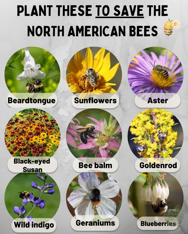 Save North American Bees  Plant Natives! 

Support native bees by planting wildflowers that evolved with them. These plant families are bee magnets  just make sure to choose species native to your region:

– Sunflowers Helianthus
– Asters Symphyotrichum
– Bee balm Monarda
– Goldenrod Solidago
– Black-eyed Susan Rudbeckia
– Penstemon, Coreopsis, Violets, Geraniums
– Wild indigo, Blueberries Vaccinium

 Find local natives using:
 Native Plant Finder NWF
 BONAP Atlas
 Lady Bird Johnson Center
 Local Native Plant Society
 Wild Ones
 iNaturalist
 Audubons Native Plant Tool

 Every native plant helps restore the ecosystem and feed the bees!