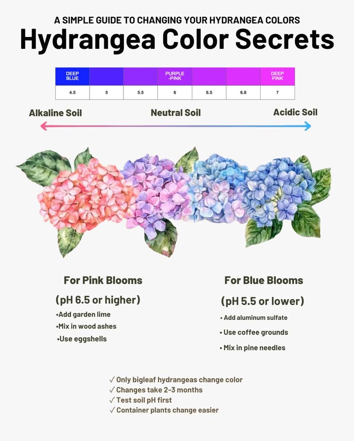 Hydrangea Colors & Soil pH
Your soils pH determines your bloom color:
 Acidic pH < 6.0  Blue to purple
 Alkaline pH > 6.0  Pink to red

 Adjust naturally with:
 Aluminum sulfate or coffee grounds for blue
 Garden lime or eggshells for pink

Hydrangeas reveal your soils secret in every bloom. 
#HydrangeaTips #SoilpHMatters
