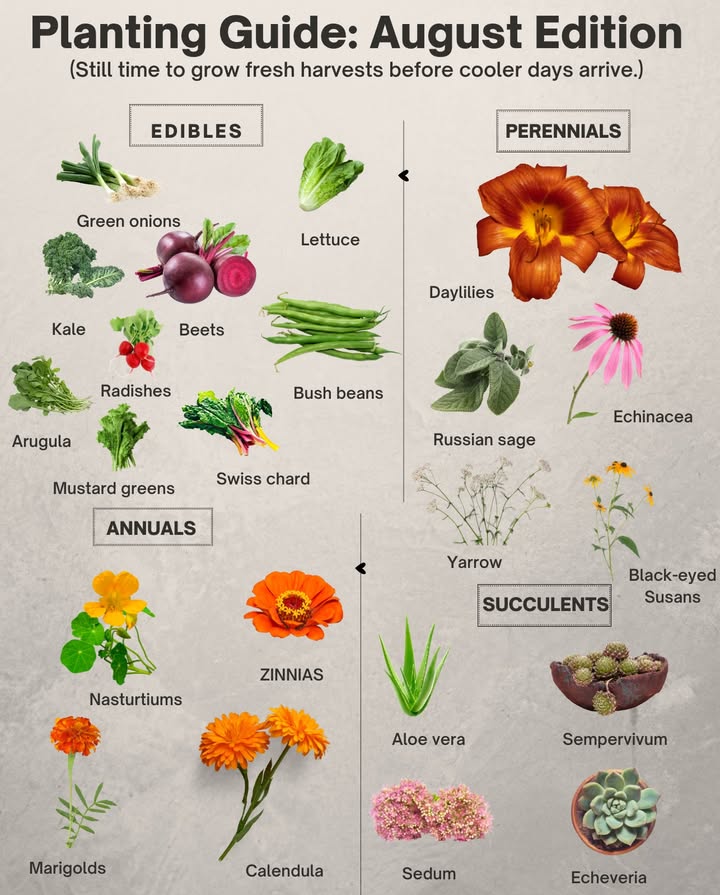 What to Plant in August
Still time to grow and harvest before frost

EDIBLES:
 Kale
 Arugula
 Swiss chard
 Lettuce
 Radishes
 Turnips
 Beets
 Mustard greens
 Green onions
 Bush beans early August

PERENNIALS:
 Daylilies
 Echinacea
 Yarrow
 Black-eyed Susans
 Russian sage
 Coreopsis

ANNUALS:
 Zinnias early August
 Marigolds
 Calendula
 Nasturtiums

SUCCULENTS:
 Sedum
 Aloe vera
 Echeveria
 Sempervivum