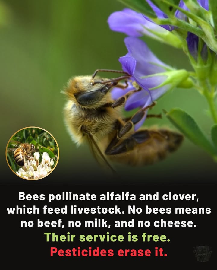 Bees dont just give us honey. They pollinate alfalfa and clover, which feed cows, goats, and sheep.
No bees  no feed  no milk, no beef, no cheese.

#fblifestyle
