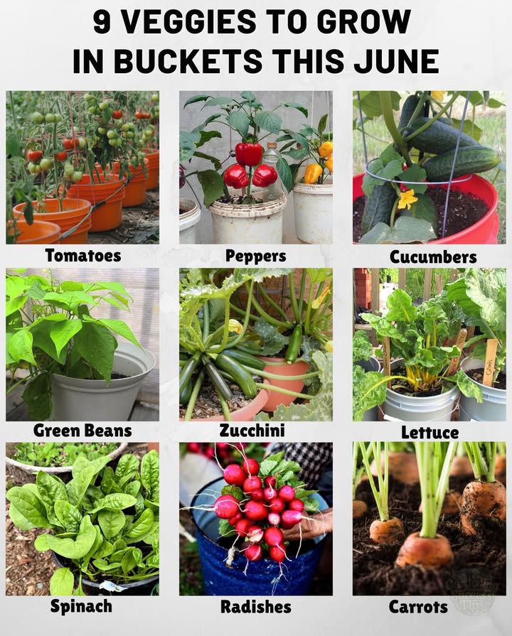 凌 9 Veggies to Grow in Buckets This June! Perfect for patios, balconies, or small gardensthese veggies thrive in 5-gallon buckets!

 Where & When to Plant:
 US Zones 410: Start now in full sun.
 UK: Ideal for sowing or transplanting outdoors.
 Australia CoolTemperate: Great for winter planting; use covers or find a sunny spot.

 What to Grow:
1. Tomatoes  Cherry or dwarf types.
2. Peppers  Bell and chili varieties with 68 hrs of sun.
3. Cucumbers  Bush varieties with a mini trellis.
4. Green Beans  Fast-growing bush beans.
5. Zucchini  One plant per bucket for great yield.
6. Lettuce  Prefers cooler temps and partial shade.
7. Spinach  Grows quickly in shaded areas.
8. Radishes  Ready in just weeks.
9. Carrots  Short varieties like Parisian or Thumbelina.

 Tips: Use well-draining potting mix and buckets with holes. Rotate plants weekly for even sun exposure.