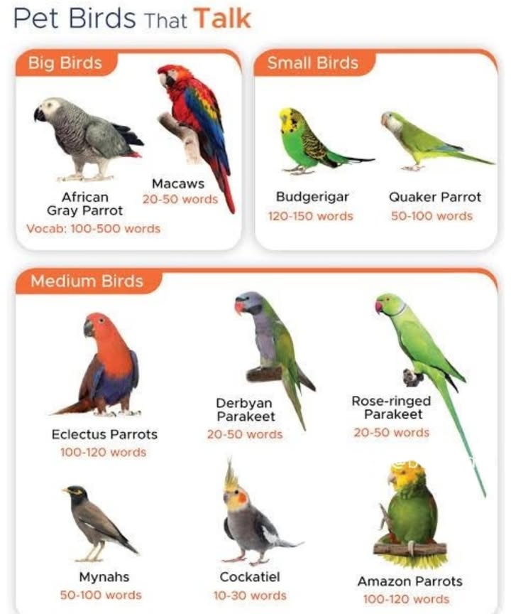 列 Pet Birds That Talk 
 Big Birds
1 African Gray Parrot  100-500 words!
Incredibly intelligent and one of the best talkers out there!

2 Macaws  20-50 words
Stunning and social, with a colorful personality!

 Small Birds
3 Budgerigar Budgie  120-150 words!
Tiny but mighty talkers!

4 Quaker Parrot  50-100 words
Friendly and fun, loves to chatter!

 Medium Birds
5 Eclectus Parrots  100-120 words
Brilliant colors & clever speech!

6 Derbyan Parakeet  20-50 words
Charming and chatty!

7 Rose-ringed Parakeet  20-50 words
Beautiful green talker!

8 Mynahs  50-100 words
Great mimics of human voice!

9 Cockatiel  10-30 words
Cute, whistling companions!

 Amazon Parrots  100-120 words
Expressive & engaging conversationalists!

列 No matter the size, these birds bring joy and chatter into your home!