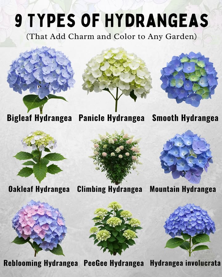 9 Types of Hydrangeas Youll Love in Your Garden

1. Bigleaf Hydrangea: Bold blue, pink, or purple blooms based on soil pH.
2. Panicle Hydrangea: Cone-shaped flowers that turn from white to pink. Very cold-hardy!
3. Smooth Hydrangea: Native to the U.S. with huge white blooms, great in shade.
4. Oakleaf Hydrangea: Distinct leaves and rich fall color; blooms last all summer.
5. Climbing Hydrangea: Vining variety with lacey white blooms, perfect for trellises.
6. Mountain Hydrangea: Compact version of Bigleaf, ideal for pots and small gardens.
7. Reblooming Hydrangea: Varieties like Endless Summer bloom on old and new wood.
8. PeeGee Hydrangea: Classic panicle type that can be pruned into tree form.
9. Japanese Hydrangea: Unique fuzzy buds and soft lavender-blue blooms.

 Most hydrangeas prefer morning sun and afternoon shade!
