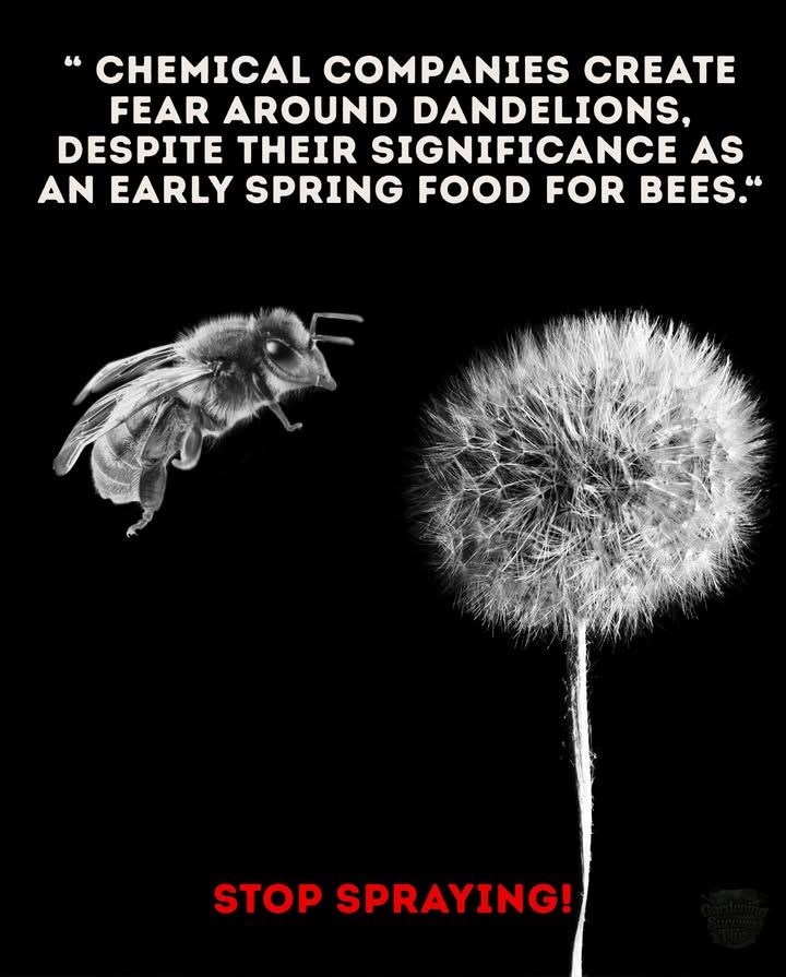 Every spray that kills dandelions also weakens the web of life:

 Bees lose nectar in the critical early season.

 Birds lose insects that feed on those blooms.

 Soil and waterways absorb more toxins.

 Stop spraying. Let dandelions bloom, and your lawn becomes a lifeline for pollinators instead of a dead zone.

#fblifestyle