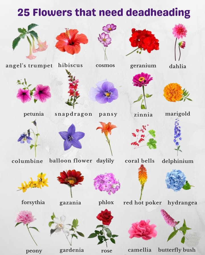 Keep your garden blooming longer by removing spent flowers!  Deadheading redirects the plants energy into producing fresh blooms instead of seeds.
 Regular deadheading = longer bloom season  healthier plants.