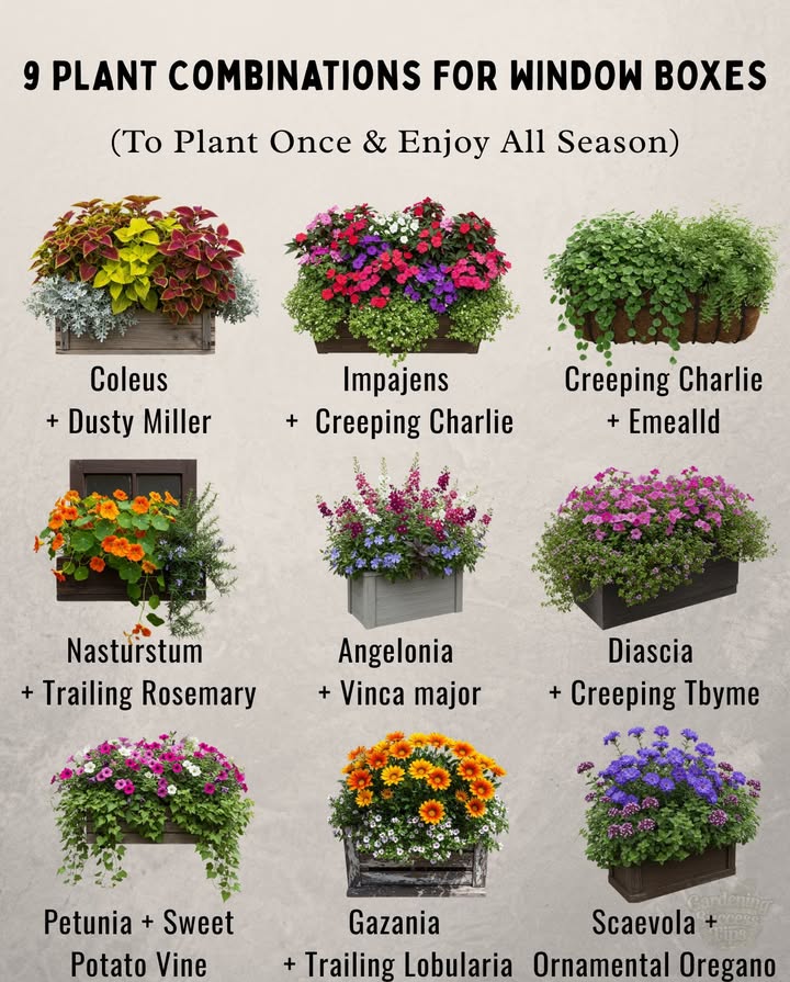 9 Window Box Combos  Quick Tips
Plant once, enjoy for months!

1. Coleus  Dusty Miller
 Pinch coleus tips to keep them bushy.
 Dusty Miller likes full sun and good drainage.

2. Impatiens  Creeping Charlie
 Water regularlyImpatiens love moisture.
 Trim Creeping Charlie to prevent it taking over.

3. Creeping Charlie  Emerald
 Great for partial shade.
 Fertilize monthly for lush green growth.

4. Nasturtium  Trailing Rosemary
 Nasturtium blooms best in poor soil.
 Let rosemary trail over edges for fragrance.

5. Angelonia  Vinca Major Trailing Periwinkle
 Angelonia thrives in heatperfect for sunny spots.
 Vinca major needs space to cascade.

6. Petunia  Sweet Potato Vine
 Deadhead petunias often for more blooms.
 Sweet potato vine likes steady moisture.

7. Diascia  Creeping Thyme
 Diascia blooms earlytrim after first flush.
 Creeping thyme tolerates dry soil.

8. Gazania  Trailing Lobularia Snow Princess
 Gazania closes blooms at nightnormal!
 Lobularia attracts pollinators.

9. Scaevola  Ornamental Oregano
 Scaevola loves heat and doesnt mind drying out.
 Ornamental oregano adds texture and scent.

 Use high-quality potting mix for healthy roots.
 Combine upright and trailing plants for fullness.
 Water oftenwindow boxes dry out fast.
 Deadhead spent blooms to keep flowers coming.
 Feed with liquid fertilizer every 23 weeks.

Bright blooms  lush greens = instant curb appeal!