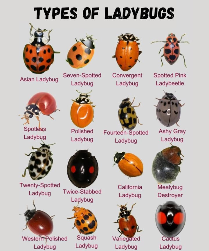 16 Types of Ladybugs You Should Know
 Classic Red & Spotted Varieties
Asian Ladybug  Often orange-red with variable spots, sometimes mistaken for native species.
Seven-Spotted Ladybug  One of the most common and recognizable types.
Convergent Ladybug  A favorite in North America for pest control.
Spotted Pink Ladybeetle  Pinkish with dark spots, a striking variation.

 Unique & Spotless Types
Spotless Ladybug  Shiny, smooth, and elegant without spots.
Polished Ladybug  Glossy and vibrant in appearance.
Western Polished Ladybug  A regional variation of the spotless kind.

 Rare & Exotic Variations
Fourteen-Spotted Ladybug  Yellow with bold black spots.
Ashy Gray Ladybug  A unique gray-toned species.
Twenty-Spotted Ladybug  Tiny with many small black dots.
Twice-Stabbed Ladybug  Black with two striking red spots.

 Garden Helpers
California Ladybug  An orange beauty found on the West Coast.
Mealybug Destroyer  Specialized in attacking mealybugs.
Squash Ladybug  Known for feeding on squash pests.
Variegated Ladybug  Patterned with mixed colors.
Cactus Ladybug  Distinctive black with bold red eyespots.

 Why They Matter:
Ladybugs are natural pest controllers, making them an essential part of sustainable gardening. By recognizing the different types, youll appreciate just how diverse and helpful these tiny beetles are!