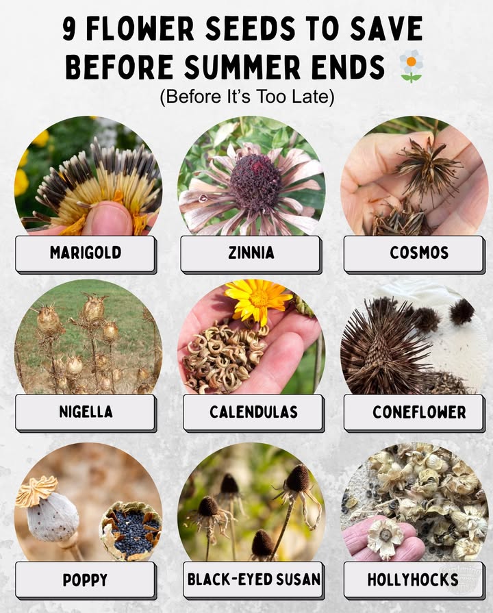 Collecting seeds now ensures a fresh supply for next years blooms. Store them in a cool, dry place inside labeled paper envelopes or glass jars.
Tip: Let seed heads dry fully on the plant before harvesting for the best germination results.

#SeedSaving #FlowerGardening
