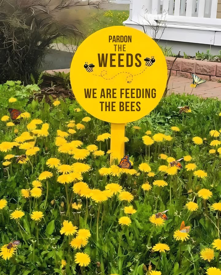 Dandelions Arent the Enemy
For decades, chemical companies convinced us these bright little flowers were something to eradicate. But dandelions are early food for bees, soil healers, and safe for kids and pets.

 Lets unlearn the hate and celebrate what nature freely offers. A healthy yard isnt always a perfect lawn.