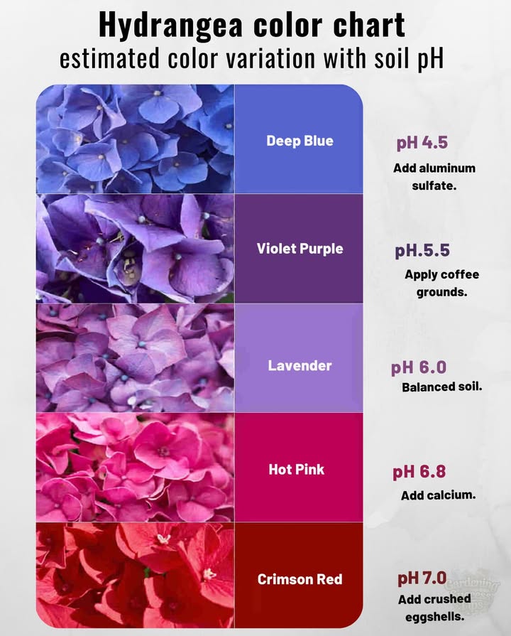 Soil pH changes everythingfrom deep blues to bright reds.
 Acidic soils low pH bring out blue and purple hues
 Neutral pH = soft lavender tones
 Alkaline soils high pH shift blooms to pink or red
 Adjust color naturally with amendments like eggshells or coffee grounds
 Choose your bloom shade by testing and balancing your garden soil

離 Change the soil, change the bloomno dye needed