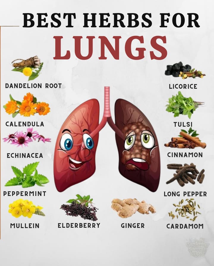 Powerful Herbs for Healthy Lungs
Breathe easier and support your respiratory system naturally with these herbs:

 Dandelion Root  Helps clear toxins and supports lung detox.
 Mullein  Soothes cough and reduces inflammation.
 Peppermint  Opens airways and eases congestion.
 Elderberry  Boosts immunity and fights respiratory infections.
 Echinacea  Supports the immune response and lung health.
 Calendula  Gentle support for inflamed tissues.
 Ginger  Breaks down mucus and improves circulation.
 Tulsi Holy Basil  Known for respiratory protection and stress relief.
 Licorice  Calms irritated airways and supports healing.
 Cinnamon  Antimicrobial and warming for the lungs.
 Long Pepper & Cardamom  Help clear mucus and improve breathing.

 Tip: Use as teas, tinctures, or steam inhalations to make the most of their benefits.