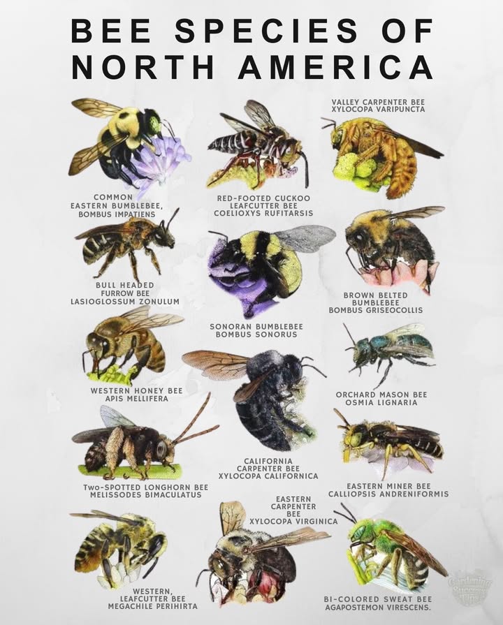 North America is home to 4,000 native bee species  each playing a role in pollination and ecosystem health.

 A few you might spot in your garden:
 Bumblebees  powerful pollinators of tomatoes & peppers
 Mason bees  early spring fruit tree pollinators
 Carpenter bees  tunnel into wood but also pollinate
 Sweat bees  tiny, metallic, and love wildflowers
 Leafcutter bees  use leaf pieces to build nests

 Planting natives = feeding more than just honeybees. Every bee matters.