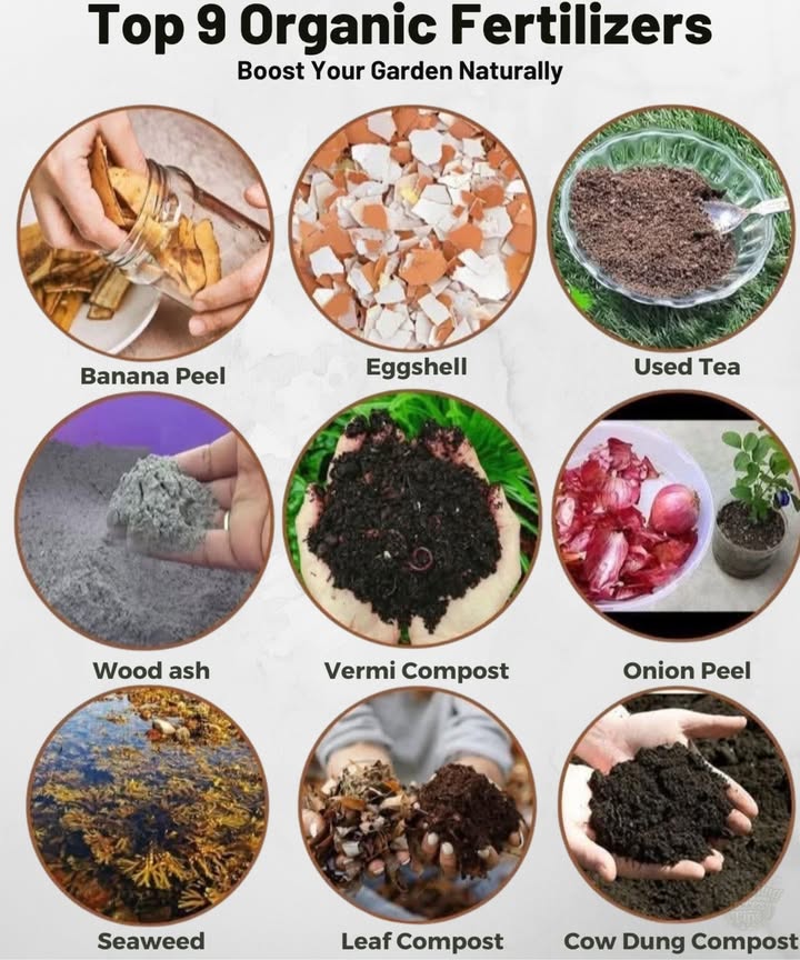 9 Organic Fertilizers to Boost Your Garden Naturally 
 Banana Peel  Potassium boost for strong roots and flowers.
 Eggshell  Adds calcium to prevent blossom-end rot.
 Used Tea  Improves soil structure and nutrient content.
 Wood Ash  Supplies potassium and raises soil pH.
 Vermi Compost  Nutrient-rich and improves soil health.
 Onion Peel  Packed with potassium and antioxidants.
 Seaweed  Stimulates growth with natural hormones.
 Leaf Compost  Enriches soil with organic matter.
 Cow Dung Compost  Classic all-round fertilizer.