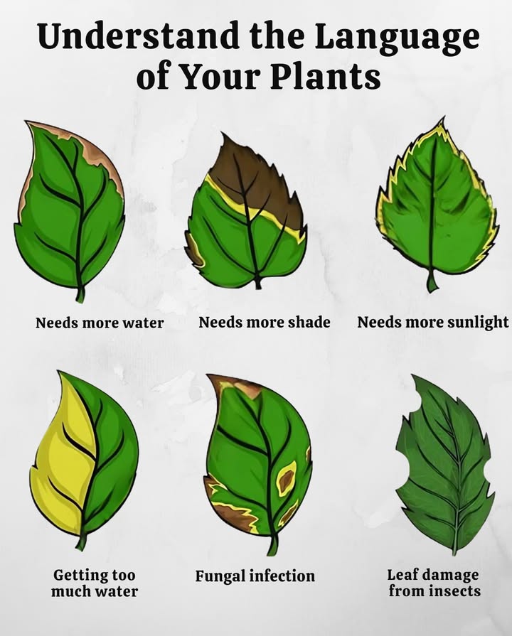 Visual signs your plant needs help 
 Lack of water  dry leaves, yellow edges, brittle  
 Lack of shade  burned, yellowish leaves  
 Lack of sunlight  pale leaves, weak stems  
 Excess water  yellow leaves, rotten roots  
 Fungal issues  spots, mold on leaves  
 Insects  holey leaves, presence of pests  
Observe, care for, strengthen