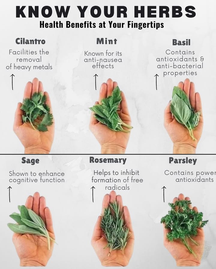 Herbs do more than flavor your foodthey boost your health too! Here are six powerful herbs and their benefits:

 Sage: Boosts memory. Great in tea or roasted dishes.  
 Rosemary: Fights aging. Perfect for veggies, marinades, or bread.  
 Parsley: High in antioxidants. Add to salads, soups, or smoothies.  
 Cilantro: Removes heavy metals. Use in salsa, guacamole, or rice.  
 Mint: Eases nausea and aids digestion. Add to tea, desserts, or drinks.  
 Basil: Boosts immunity with antioxidants. Perfect for pasta, salads, or tea.  

 Final Tip: Grow them at home or grab fresh from the marketadd herbs to your meals daily for better health!