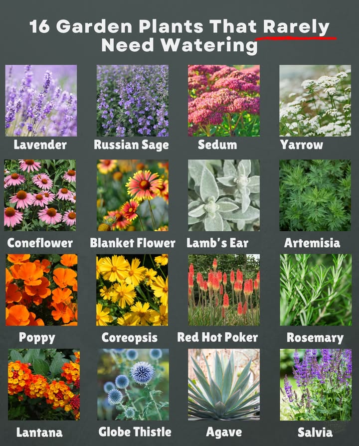 Save water, save time  these plants bloom without fuss 
 Lavender  Zones 59  Water every 23 weeks once established
 Russian Sage  Zones 49  Water every 23 weeks in dry spells
 Sedum  Zones 39  Water every 34 weeks; thrives on neglect
 Yarrow  Zones 39  Water every 23 weeks; very hardy

 Coneflower  Zones 39  Water every 12 weeks until established, then every 3 weeks
 Blanket Flower  Zones 310  Water every 23 weeks; tolerates heat
 Lambs Ear  Zones 49  Water every 23 weeks; dislikes soggy soil
 Artemisia  Zones 49  Water every 3 weeks; thrives in poor, dry soil

 Poppy  Zones 39  Water every 23 weeks; prefers dry spells between drinks
 Coreopsis  Zones 49  Water every 2 weeks in heat; otherwise rarely needed
 Red Hot Poker  Zones 59  Water every 23 weeks once mature
 Rosemary  Zones 710  Water every 23 weeks; drought-loving herb

 Lantana  Zones 811  Water every 2 weeks in summer, less in cool seasons
 Globe Thistle  Zones 39  Water every 3 weeks; poor soils are fine
 Agave  Zones 811  Water monthly or less; ultra drought-resistant
 Salvia  Zones 410  Water every 23 weeks; thrives in sun  dry soils

 Once established, these plants can handle drought while keeping your garden full of color.
