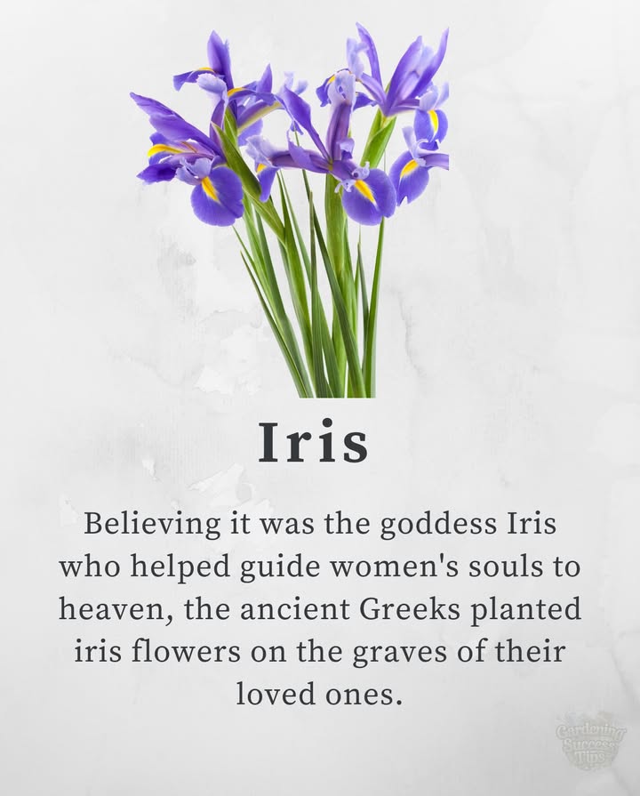 Iris  Hope and Passage
Ancient Greeks believed the iris guided souls to heaven. Today, these graceful blooms honor remembrance, faith, and the journey beyond.