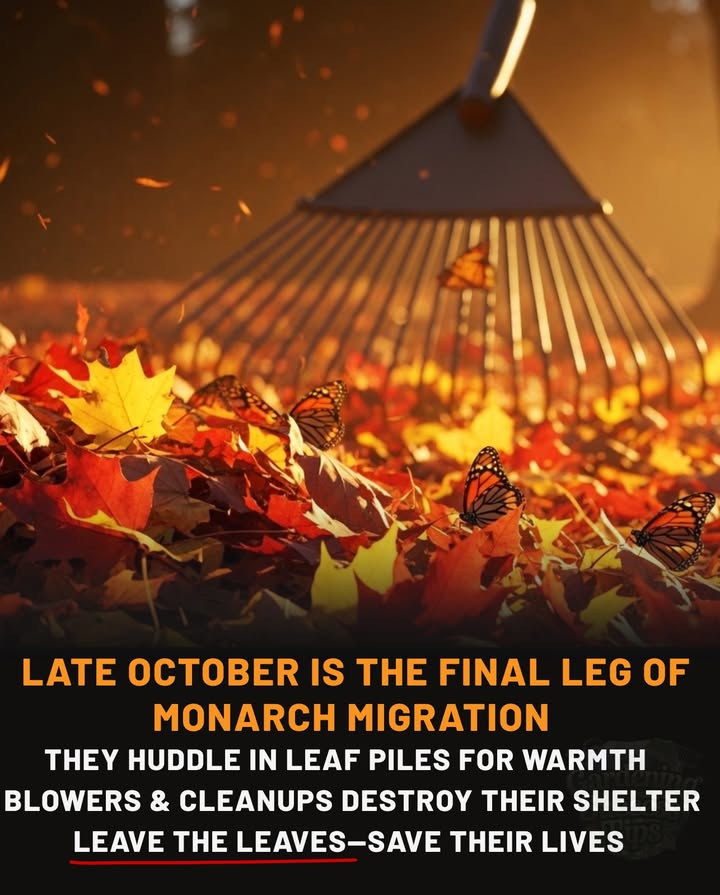 曆 Before You Blow the Leaves Pause.
Late October is the monarchs last flight south  many rest in leaf piles and brush for warmth.
One clean sweep can destroy their winter shelter hundreds lost in seconds.

 Do this instead:
 Leave leaves under trees and hedges
 Mark Wildlife Habitat  Do Not Disturb
 Ask landscapers to skip natural corners
 Wait till spring for full cleanup

A spotless yard isnt worth a silent garden.
 Leave the leaves  save their lives.
