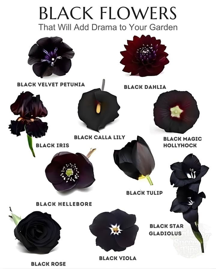 Black Flowers That Bring Bold Drama to the Garden
 Black Velvet Petunia  annual, deep velvety blooms
 Black Dahlia  bold summer blooms, Zones 811
 Black Iris  striking petals, Zones 49
 Black Calla Lily  elegant curves, Zones 810
 Black Magic Hollyhock  tall spires, Zones 39
 Black Hellebore  winter blooms, Zones 49
 Black Tulip  spring classic, Zones 38
 Black Star Gladiolus  tall and dark, Zones 710
 Black Rose  hybrid varieties, Zones 59
 Black Viola  small, near-black petals, Zones 39

 Tip: Deep colors show best in full sun and rich soil.