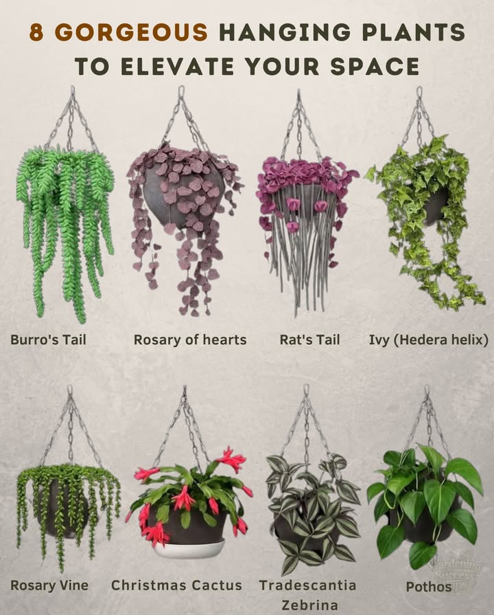 華 Add life, color, and graceful draping to your home or patio with these trailing beauties:
– Burros Tail  A succulent with cascading plump leaves
– Rosary of Hearts  Delicate vines with heart-shaped charm
– Rats Tail  Cactus blooms with bold flair
– Ivy Hedera helix  Classic and fast-growing
– Rosary Vine  Unique bead-like foliage
– Christmas Cactus  Festive and easy to grow
– Tradescantia Zebrina  Striped, vibrant, and stunning
– Pothos  A beginners favorite with lush vines

 Perfect for shelves, macrame hangers, or bright windows!