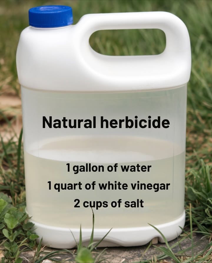 Mix all ingredients well and apply directly to unwanted weeds using a spray bottle or garden mister. Avoid spraying near plants you want to preserve.