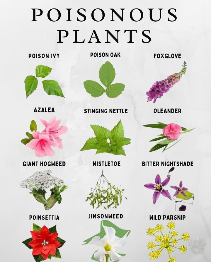 Some garden favorites can be toxic to humans or pets. Heres what to watch out for: 
 Poison Ivy & Poison Oak  Skin irritants  
 Foxglove & Oleander  Beautiful but dangerously toxic  
 Azalea & Nightshade  Cause nausea and confusion  
 Stinging Nettle  Irritates on contact  
 Jimsonweed & Mistletoe  Harmful in small amounts  
 Poinsettia, Giant Hogweed, Wild Parsnip  May irritate skin or eyes  

Always label plants and teach kids and pets to avoid unknown foliage.