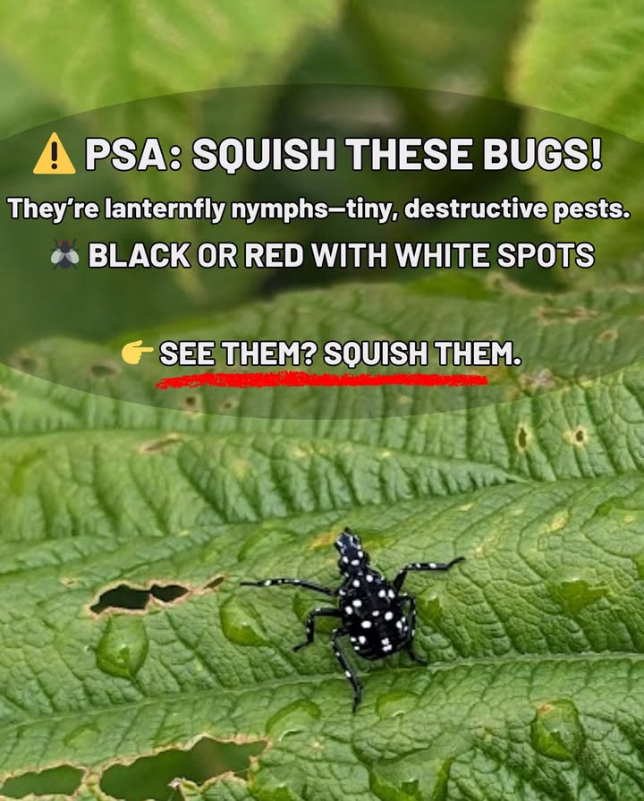 練 What to look for:
 Tiny black or red bugs with white spots
 Found on leaves, stems, and tree bark

 Why theyre bad:
 They suck sap from plants
 Weaken trees and crops
 Spread rapidly and damage ecosystems

 What to do:
 Squish them immediately
 Report sightings to local extension offices
 Remove egg masses if you find any