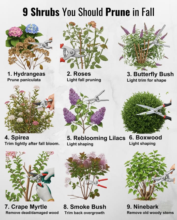 9 Shrubs You Should Prune in Fall
 Fall pruning = healthier shrubs, stronger spring growth, and a tidier garden.

1. Hydrangeas
 Prune paniculata & arborescens in fall.
  Dont cut bigleaf types they bloom on old wood.

2. Roses
 Light fall pruning  remove dead/damaged wood.
 Save major cuts for spring.

3. Butterfly Bush Buddleia
 Cut back by about two-thirds.
 Prevents winter wind damage  controls size.

4. Spirea
 Trim lightly after fall bloom.
 Remove crowded stems for bushier growth.

5. Reblooming Lilacs Bloomerang
 Light trim for shape  more flowers.
 Avoid harsh, heavy pruning.

6. Boxwood
 Light shaping keeps them neat.
 Remove weak or dead stems for winter health.

7. Crape Myrtle
 Remove dead/damaged wood.
 Light shaping onlyno heavy cuts.

8. Smoke Bush Cotinus
 Trim back overgrowth  weak stems.
 Encourages a fresh spring flush.

9. Ninebark Physocarpus opulifolius
 Remove old woody stems.
 Prevents overcrowding  keeps shrub vibrant.

 Tip: Always prune with clean, sharp tools  healthier cuts and less disease risk.