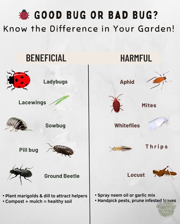 Not all insects are pests  many protect your garden naturally!
Heres how to spot the good guys vs. the troublemakers:

 Beneficial Insects
 Ladybugs  Aphid assassins
 Lacewings  Whitefly warriors
 Sowbugs & Pill Bugs  Soil builders
 Ground beetles  Caterpillar control

 Harmful Insects
 Aphids  Leaf suckers
 Mites & Thrips  Silent leaf wreckers
 Whiteflies  Mold magnets
 Locusts  Crop chompers

 Natural Control Tips
 Plant marigolds & dill to attract helpers
 Spray neem oil or garlic mix
 Handpick pests, prune infested leaves
 Compost  mulch = healthy soil

Let nature do the work  garden smarter, not harder! 龍
