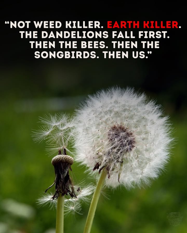 Weve been sold the lie that a perfect lawn is worth more than a living planet. Every bottle of weed killer spreads death across the food chainkilling pollinators, thinning bird populations, and leaching toxins into waterways.

Most of those weeds are actually food for pollinators, natural medicine, or soil signals. Theyre not flawstheyre feedback from nature.

Skip the poison. Plant wildflowers, let clover bloom, and watch your yard become a sanctuary instead of a sterile patch of grass.