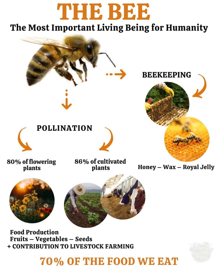 Bees: Tiny Workers, Massive Impact 
Bees are essential to food security and ecological balance.
They dont just make honeythey make life thrive.

 If bees vanish, so do ecosystems and food systems.
Their decline isnt just an environmental issueits an economic and agricultural crisis in the making.

 Protecting bees means protecting the future.
