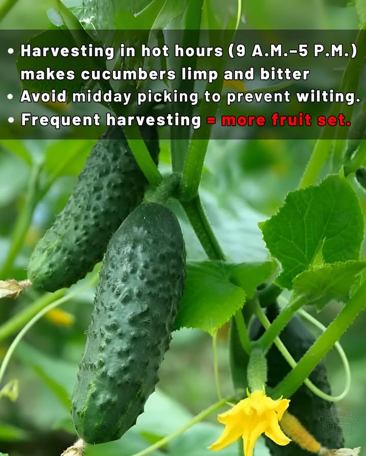 Morning Crunch: Harvest Timing for Perfect Cucumbers 勒
 Harvesting in hot hours 9 A.M.5 P.M. makes cucumbers limp and bitter
 Evening picking leads to excess moisture and fast spoilage
 For crisp, juicy cucumbers, pick early when vines are cool and fully hydrated

Tips:
 Pick cucumbers early morning when vines are cool
 Midday harvest = limp, watery fruits
 Morning cuts stay crunchy and store longer