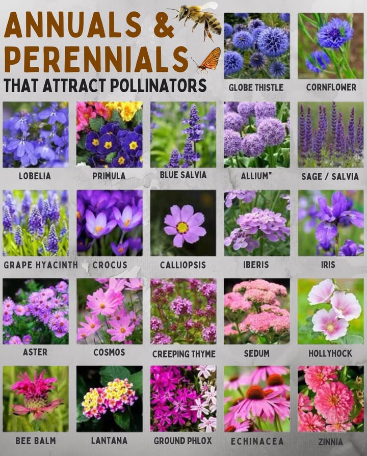Pollinator-Friendly Picks for Every Garden 曆
Blend annuals and perennials to keep flowers blooming and pollinators buzzing all season long!

 Why it works:
 Continuous blooms = consistent nectar
 Mixed heights = habitat diversity
 Grouped plantings = easy pollinator access

 Top Choices:
 Zinnia
 Coneflower
 Bee Balm
 Black-eyed Susan
 Lantana
 Lavender
 Cosmos
 Milkweed
 Salvia
 Verbena

 Most thrive in full sun and tolerate dry spells once established.
 Tip: Plant in clusters for a more vibrant, attractive feeding zone!

 A small change in your garden = a big impact for pollinators.