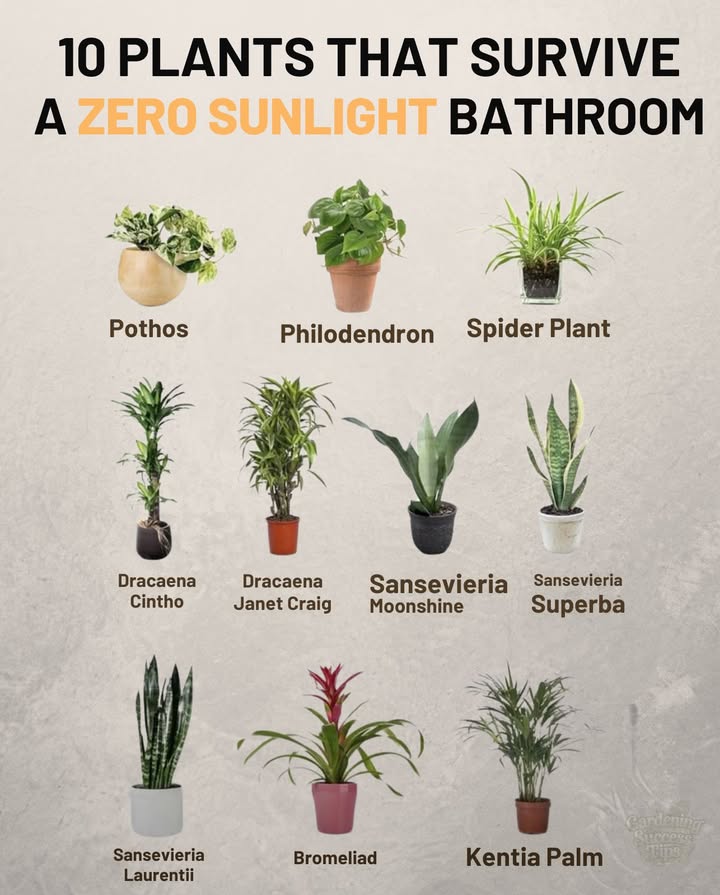 華 These tough houseplants thrive in low-light, humid spaces like bathrooms.
– Pothos, Philodendron, and Spider Plant stay green and happy with minimal care
– Dracaena and Sansevieria varieties handle dark corners and moisture well
– Kentia Palm and Bromeliad bring a tropical touch without needing direct sun